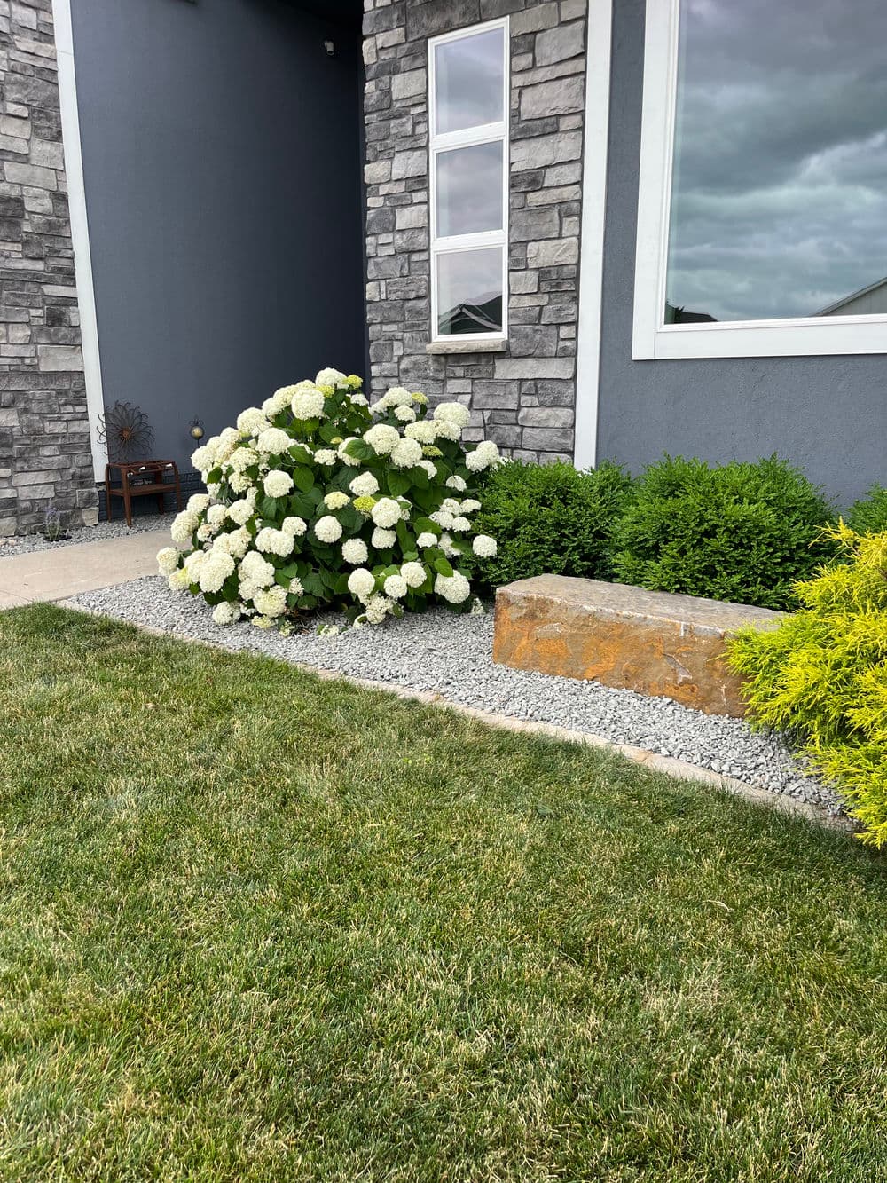 Lush white hydrangea bush beside modern stone house with landscaped garden and grass.
